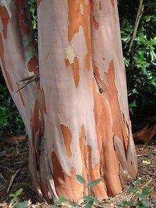 Crape Myrtle Tree Bark