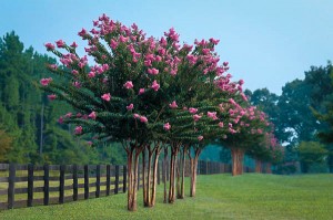 Row of Pink Crape Myrtle Trees