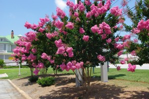 Pink Velour Crape Myrtle Tree