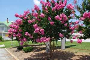 Pink Velour Crape Myrtle Tree