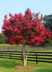 Strawberry Razzle Dazzle Crape Myrtle