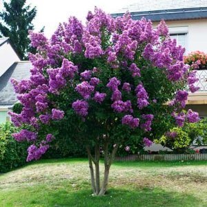 Image of Crape myrtle colorful bush