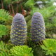 Fir Trees – An Attractive Alternative to Spruce