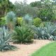Agave & Yucca – Cool Plants for Hot Places