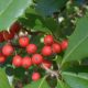 Native American Holly Trees