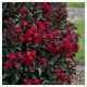 Black-Leaf Crape Myrtles – A New Look For An Old Favorite
