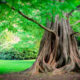 Some Interesting Evergreens for Gardens