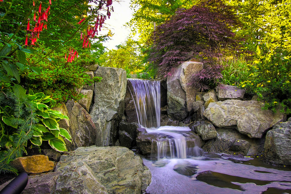 Plants for a Japanese Garden | The Tree Center™