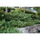 Plum Yew – a Shade Evergreen You Should Grow