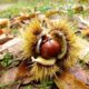 Welcome Back to the American Chestnut