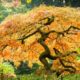 Japanese Maples for Fall Color