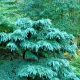 Meet the True Cedars – the genus Cedrus
