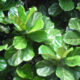 The Fiddle Leaf Fig – the Latest Indoor Hit