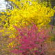 Plants for Early Spring Blooming