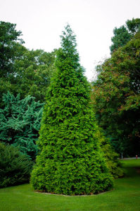 Thuja Green Giant