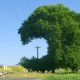 Look Up When You Plant – trees and utility lines