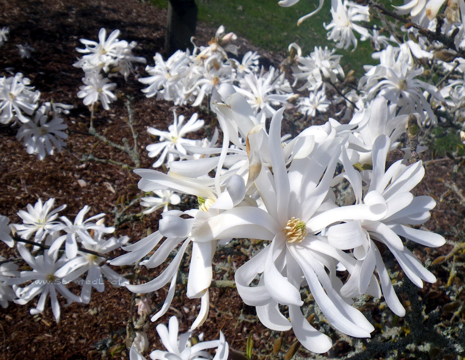 The Star Magnolia Star of the Cold Garden The Tree Center™