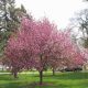 Crab Apples – the Best Flowering Tree for Cold Climates