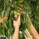 Nuts About Pecans? – Then Grow Your Own