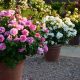 Flowering Shrubs for Planters and Boxes