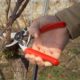 Time to Prune Spring-flowering Shrubs – Part One