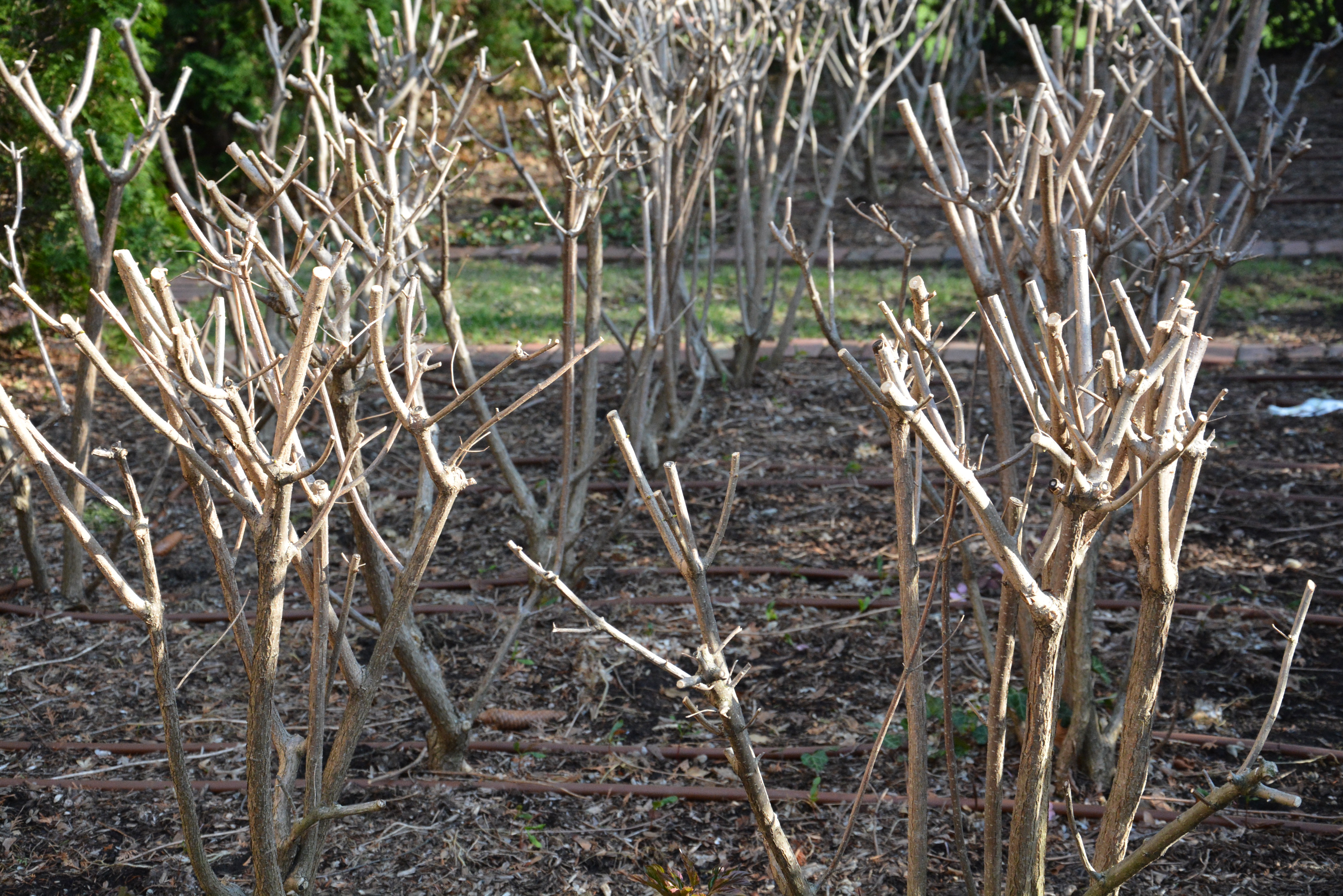 Easy Winter Pruning for Great Summer Flowering The Tree