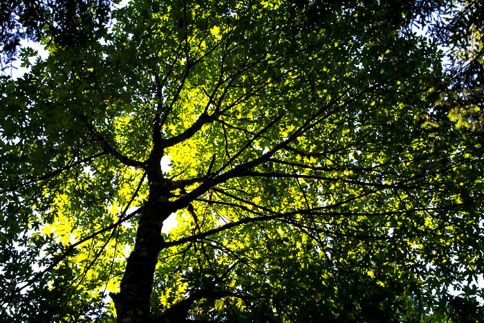 shade tree shade tree