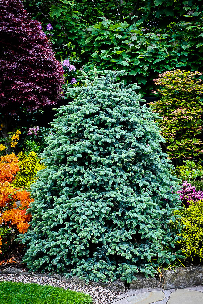 Blue Spanish Fir Trees For Sale Online The Tree Center™