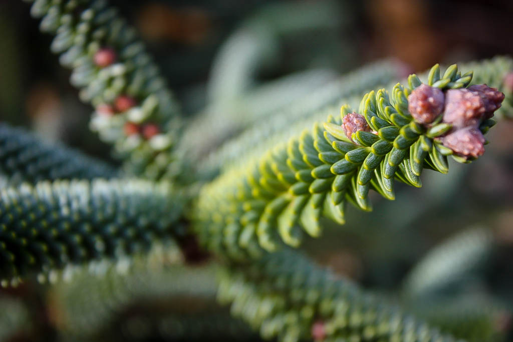 Blue Spanish Fir Trees For Sale Online The Tree Center™
