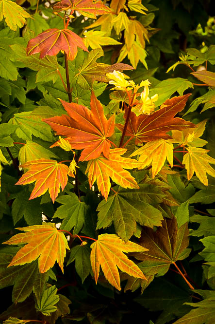 Pacific Fire Vine Maple For Sale  The Tree Center