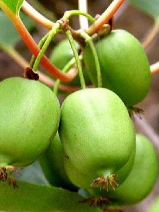 Kiwi Plants