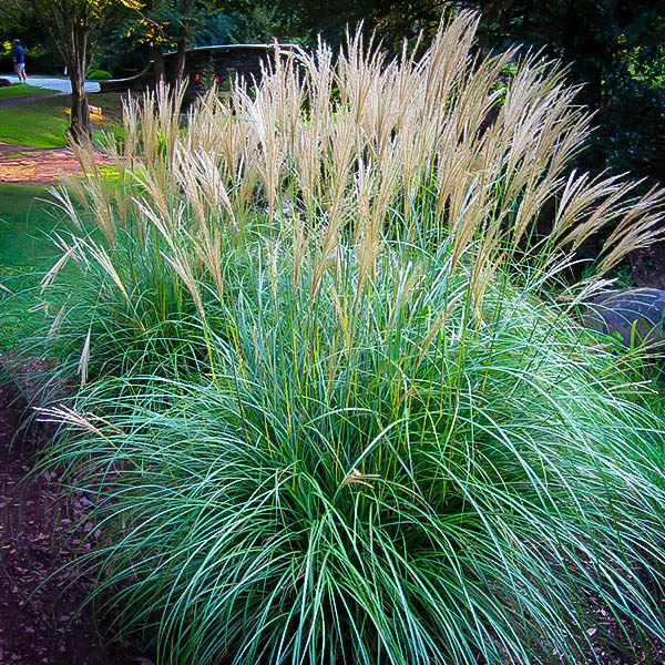Adagio Maiden Grass For Sale Online The Tree Center™