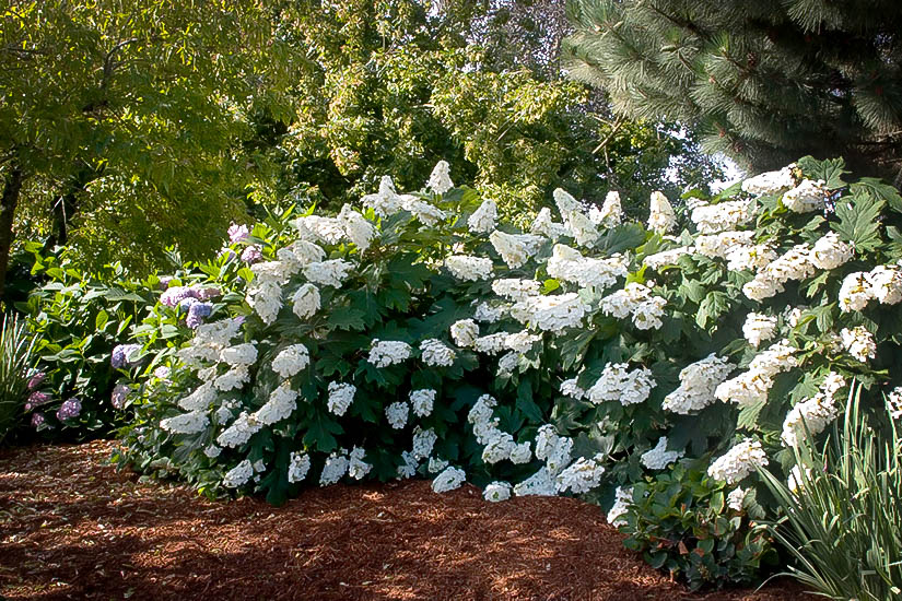 oak leaf hydrangea