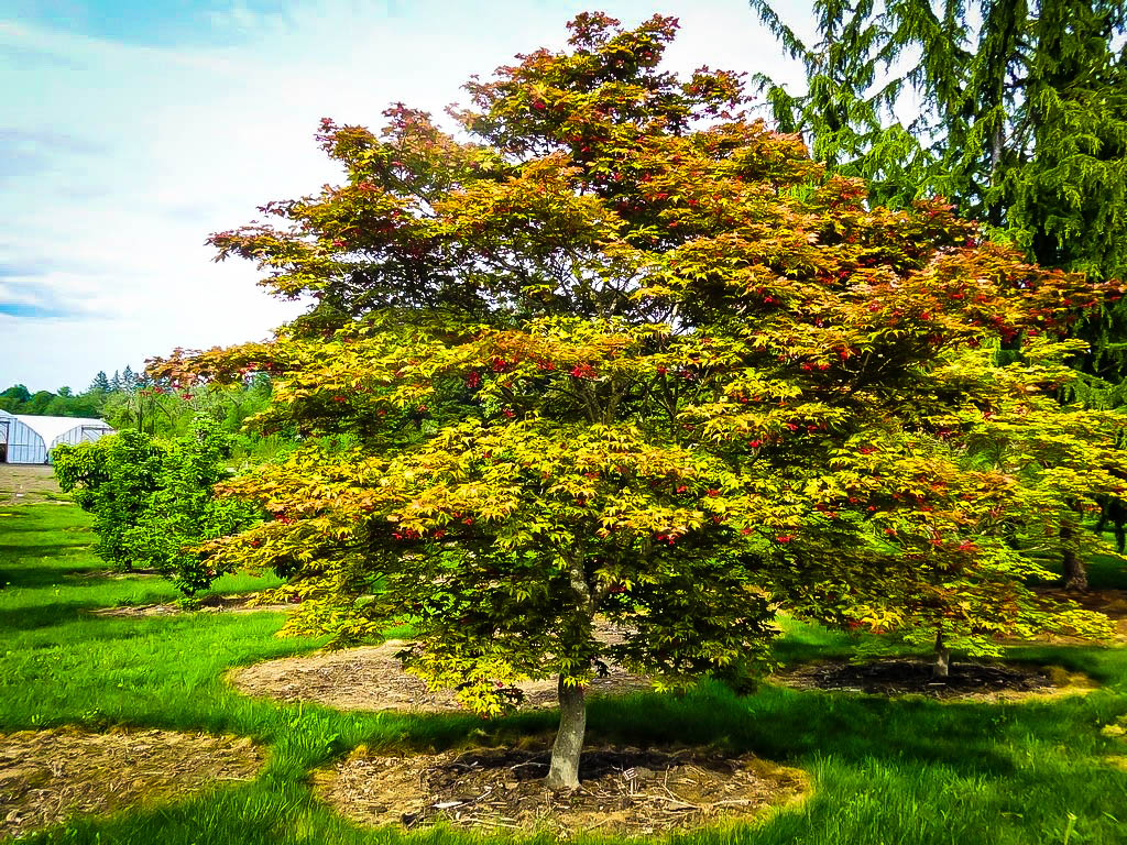 Amber Ghost Japanese Maple Trees For Sale The Tree Center™