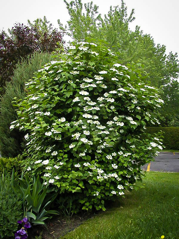 American Cranberry Viburnum The Tree Center™