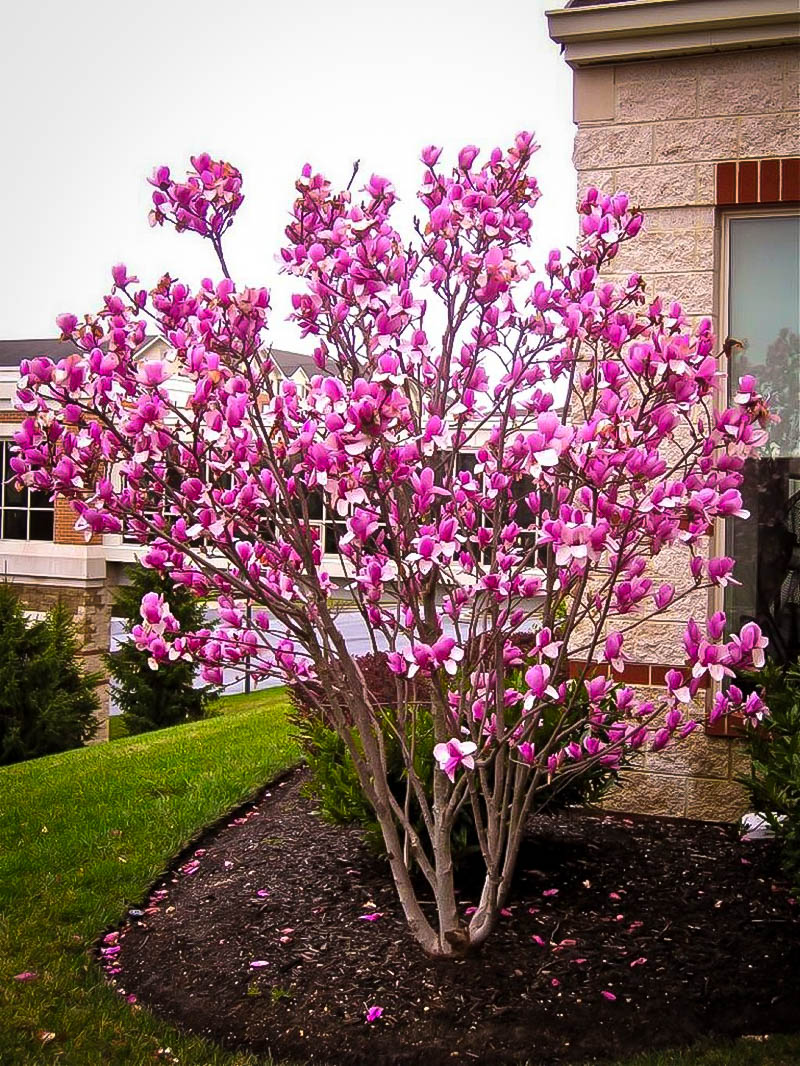 purple magnolia tree