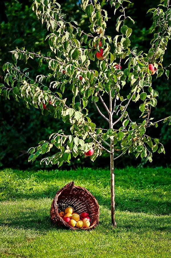 Anna Southern Apple Tree For Sale The Tree Center™