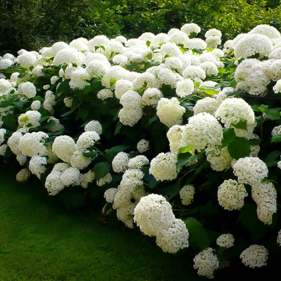 Annabelle Hydrangea For Sale | The Tree Centerâ„¢