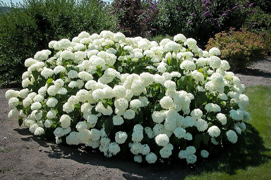 annabelle hydrangea 2