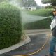 Protect Your Evergreens the Way the Pros Do