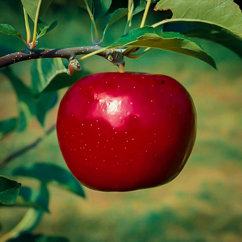 Rome Beauty Apple Trees For Sale Online The Tree Center™