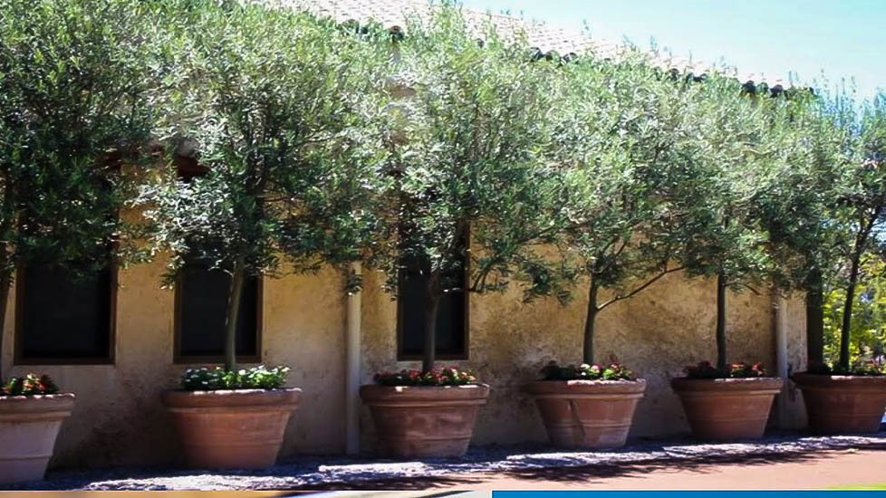 Arbequina Olive Tree For Sale The Tree Center™