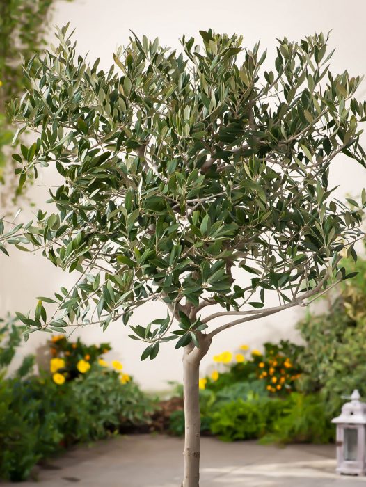 Olive Trees