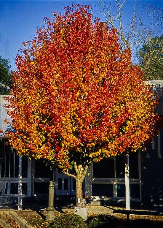 Aristocrat Pear Tree For Sale The Tree Center™