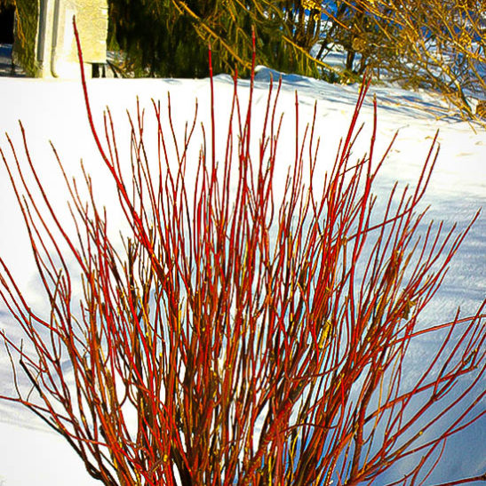 red twig dogwood tree red twig dogwood tree