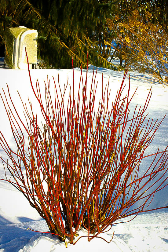 Arctic Fire Red Twig Dogwood Shrubs For Sale The Tree