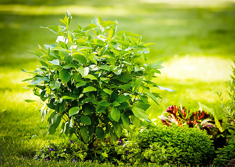 Arctic Fire Red Twig Dogwood Shrubs For Sale The Tree Center™ Arctic Fire Red Twig Dogwood Shrubs For Sale The Tree Center™
