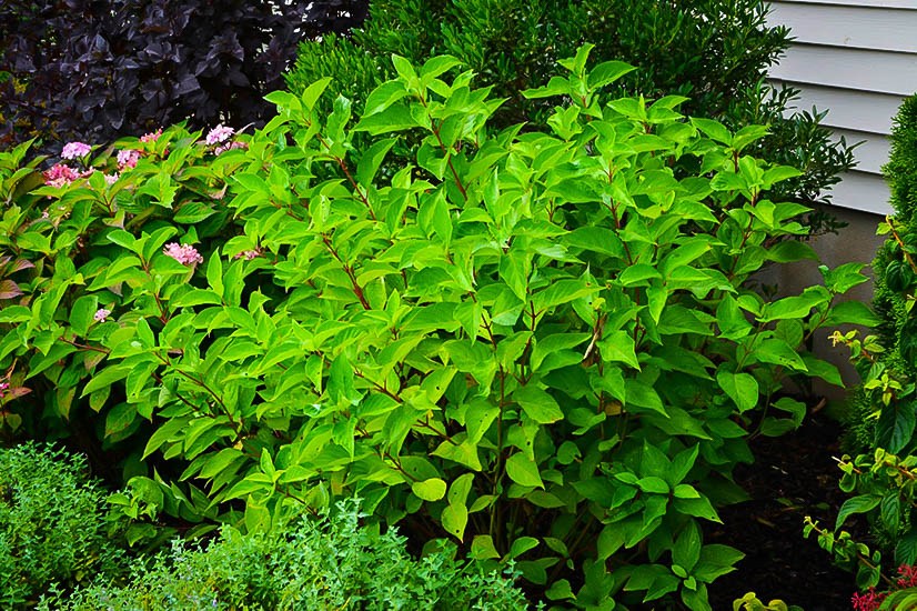 arctic fire red twig dogwood