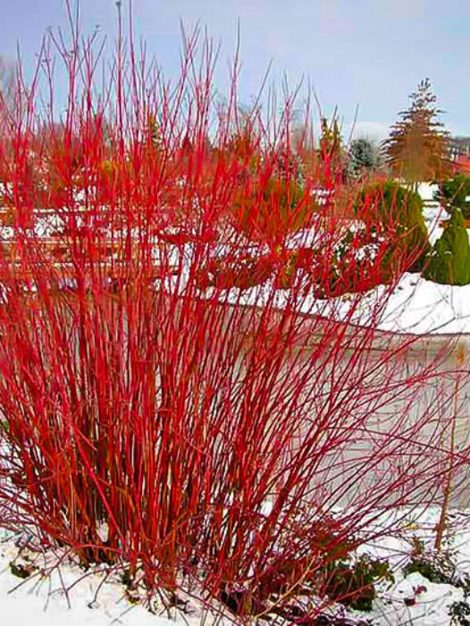 Dogwood Shrubs