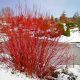Plan Ahead for Winter Interest in the Garden